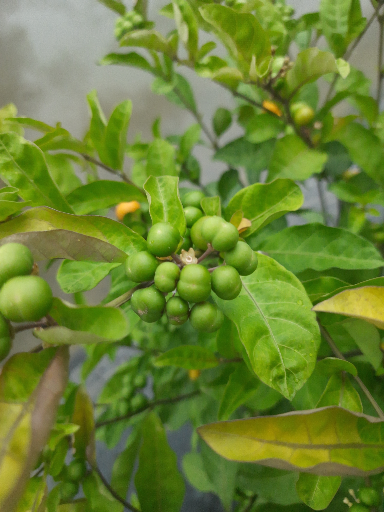 Solanum diphyllum