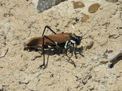 Scaphura elegans