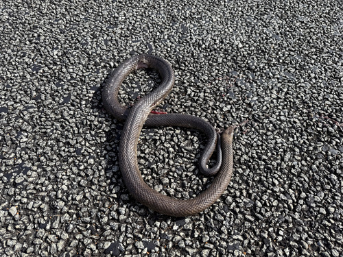 Mainland Dugite sighting