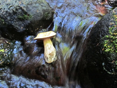 Boletus edulis grandedulis