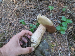 Boletus edulis grandedulis