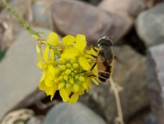 Eristalis bogotensis