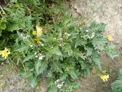 Solanum pentlandii