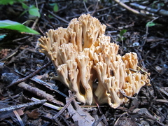 Ramaria acrisiccescens