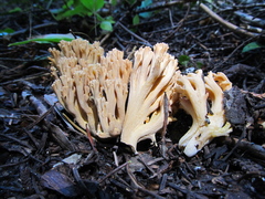 Ramaria acrisiccescens
