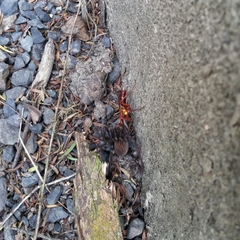 Sphictostethus nitidus