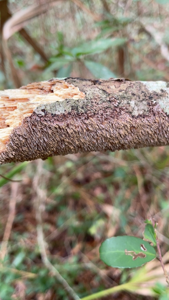 Hydnoporia olivacea · December 2025 · photo: © smokeybear33 (iNaturalist, cc0)