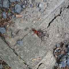 Sphictostethus nitidus