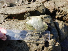 Charybdis japonica