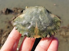 Charybdis japonica