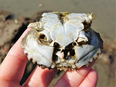 Charybdis japonica