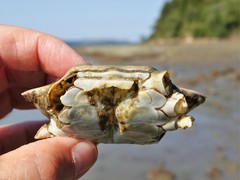 Charybdis japonica