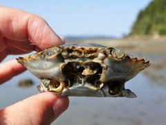 Charybdis japonica