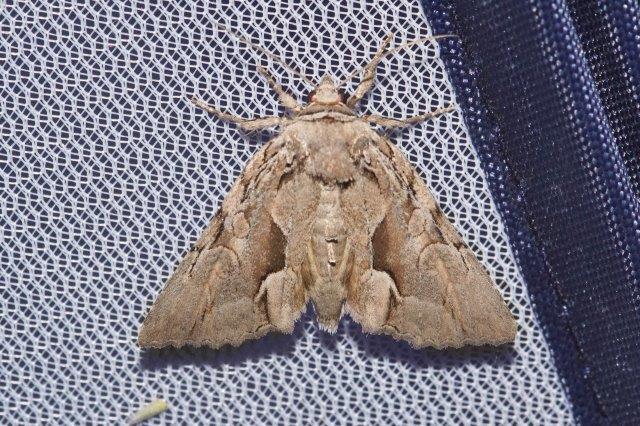 Polyphaenis hemiphaenis