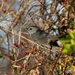 Gray Catbird from Southwest Philadelphia, Philadelphia, PA, USA on December 03, 2025 at 08:33 AM by GobyHunter