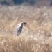 Northern Harrier from Southwest Philadelphia, Philadelphia, PA, USA on December 03, 2025 at 09:45 AM by GobyHunter