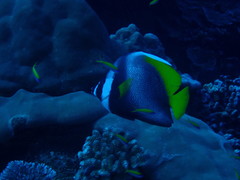 Heniochus singularius
