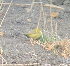 Leiothlypis celata lutescens