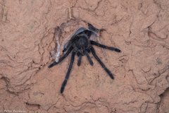 Chilobrachys dyscolus