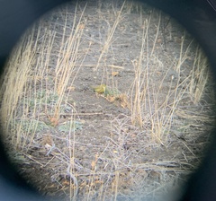 Leiothlypis celata lutescens
