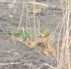 Leiothlypis celata lutescens