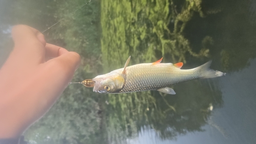 European Chub