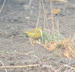 Leiothlypis celata lutescens