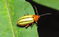 Disonycha stenosticha