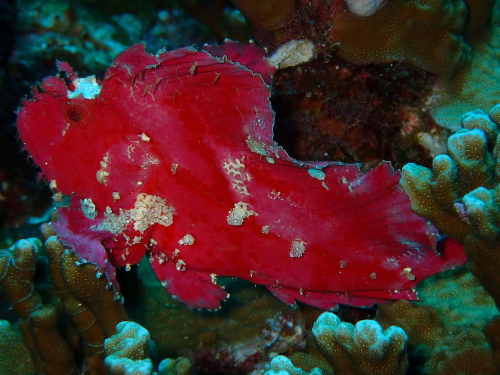 Leaf Scorpionfish