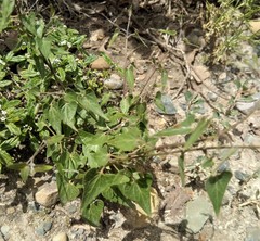 Philibertia suberecta