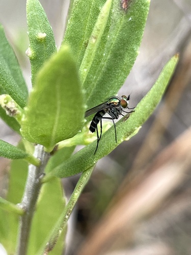 Unknown species found near Pine Island, Green Pond, SC, US