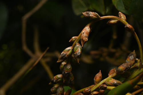 Catopsis paniculata, photograph 4