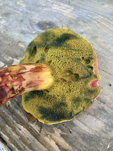 iNaturalist observation photo of Xerocomellus