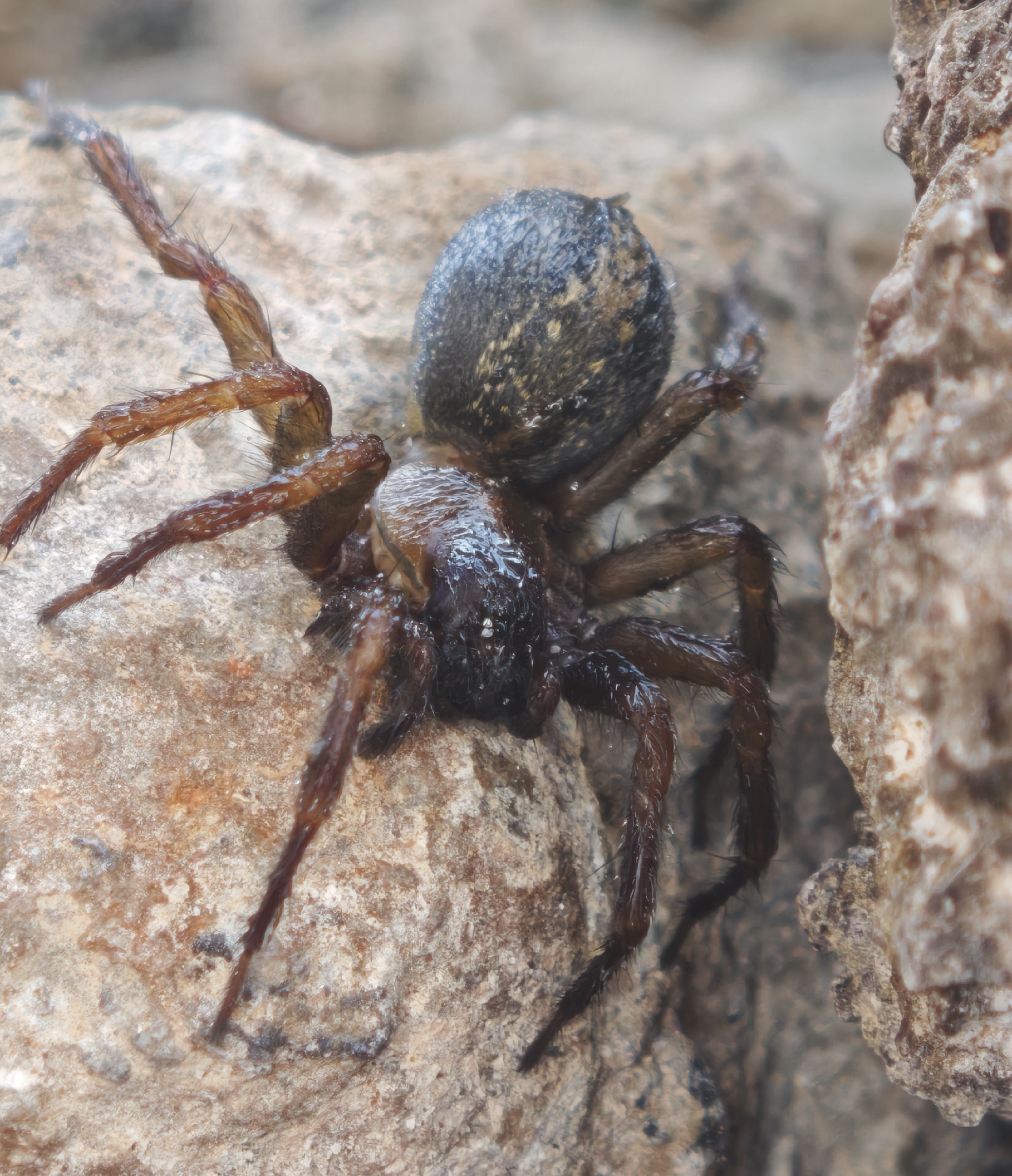 Lycosoides coarctata