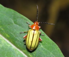 Disonycha stenosticha