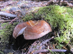 Lactarius olympianus
