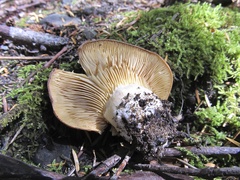 Lactarius olympianus
