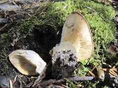 Lactarius olympianus