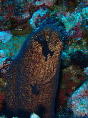 Gymnothorax breedeni