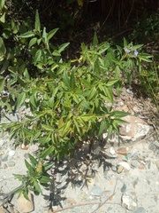 Solanum gonocladum