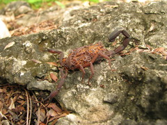 Centruroides gracilis