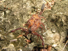 Centruroides gracilis
