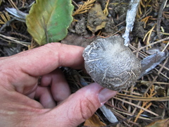 Tricholoma pardinum
