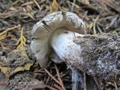Tricholoma pardinum