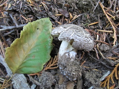 Tricholoma pardinum