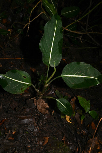 Dieffenbachia oerstedii (Dieffenbachia oerstedii)