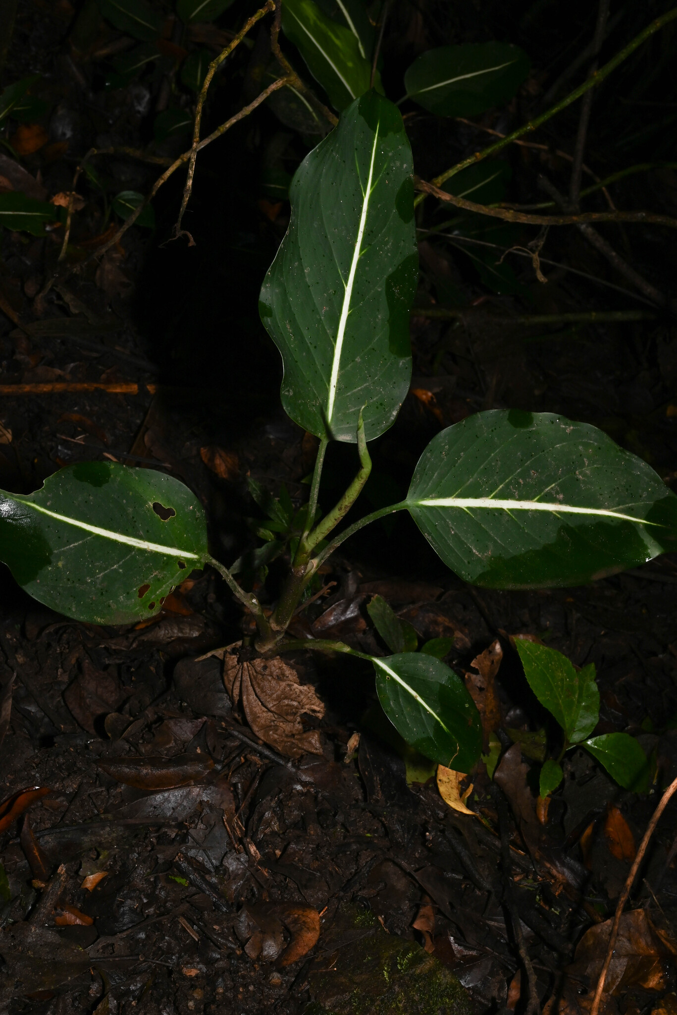 Dieffenbachia Oerstedii (Dieffenbachia oerstedii)