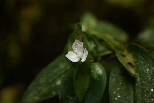 Grant's spiderwort (Tradescantia grantii)