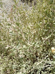 Atriplex rusbyi