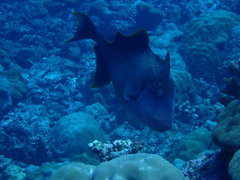 Pseudobalistes flavimarginatus